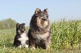 CHIEN FINNOIS DE LAPONIE (Finnish Lapphund)